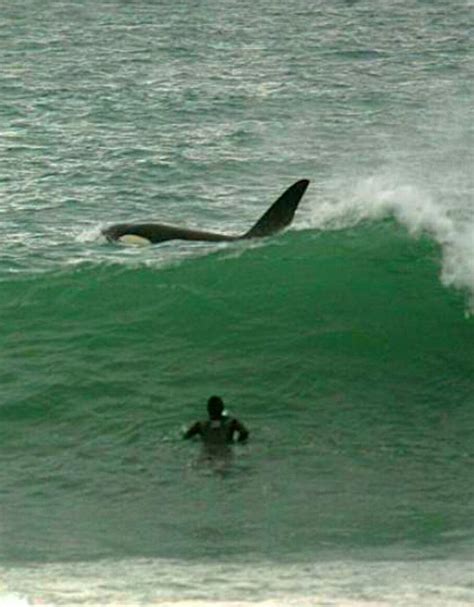 Orca Surfing Surf Art Sea Creatures Surfing