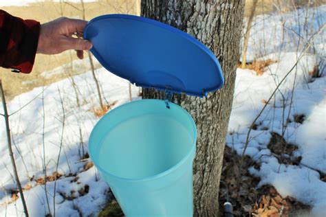 Tapping Trees With Buckets And Spiles Maple Tapper Blog