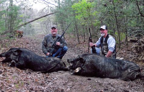 Tennessee Boar Hunting Photos Boar Hunting Tennesee Hog