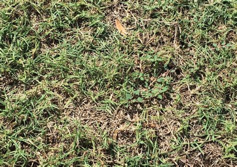 Bermudagrass Mite Searching For Management Solutions