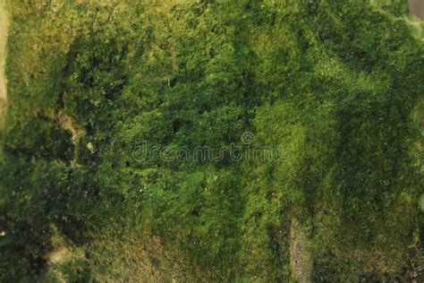 View Of Stone Covered Green Moss Closeup Stock Image Image Of Botany