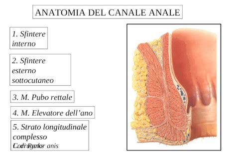 Ppt Anatomia Del Canale Anale 1 Sfintere Interno 2 Sfintere Esterno