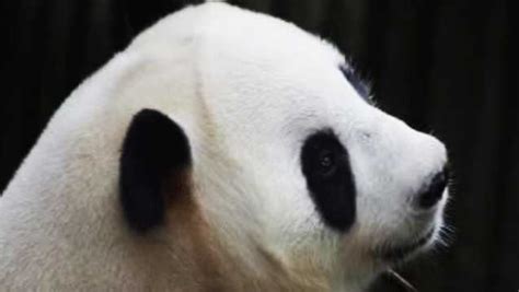 Worlds Oldest Ever Panda In Captivity Dies At 38