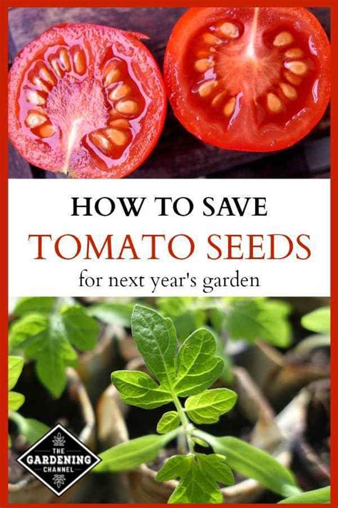 How To Save Tomato Seeds Gardening Channel