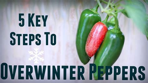 How To Overwinter Pepper Plants 5 Key Steps For Prolific And Early