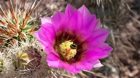 A Living Desert Sonoran Desert Cacti In Bloom Youtube