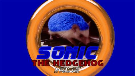 Sonic The Hedgehog Irl Youtube