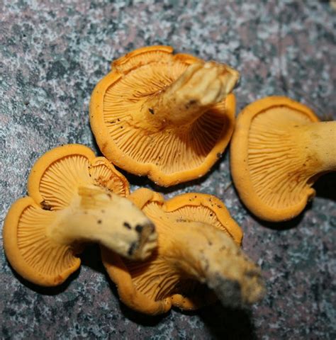 Florida Chanterelle Mushrooms The Survival Gardener