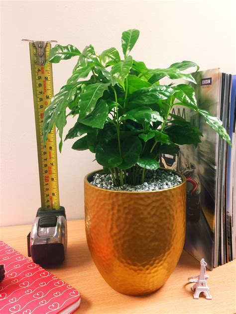 Maybe you would like to learn more about one of these? 1 Luxury Coffee Indoor Plant Gold Ceramic Pot Silver ...