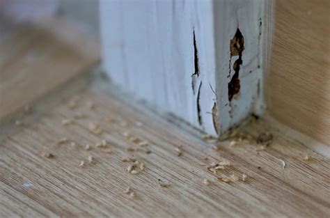 Schedule Your Termite Annual Inspection To Avoid Costly Home Damage