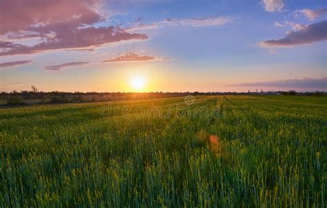 Field With Green Wheat On A Background Of Stunning Sunset Stock Image