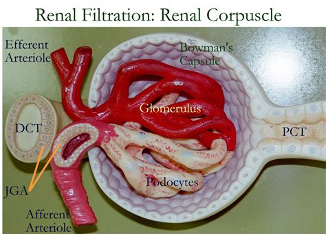 Renal Glomerulus In Kidney Kidsrt