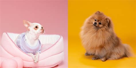 Pomeranian Vs Chihuahua Looks Personalities And Breed Needs