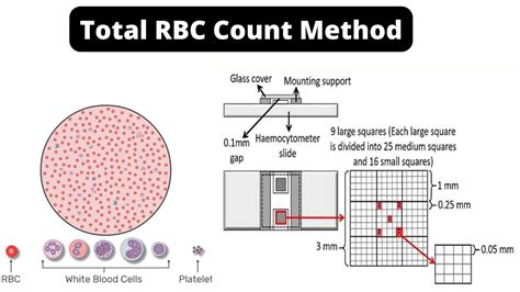 Total Red Blood Cell Rbc Count Procedure Principle Result
