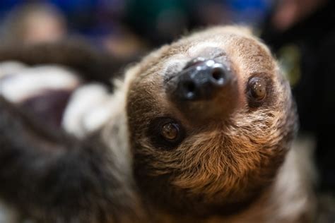 A Cute Sloth Has Moved Into The Brooklyn Childrens Museum