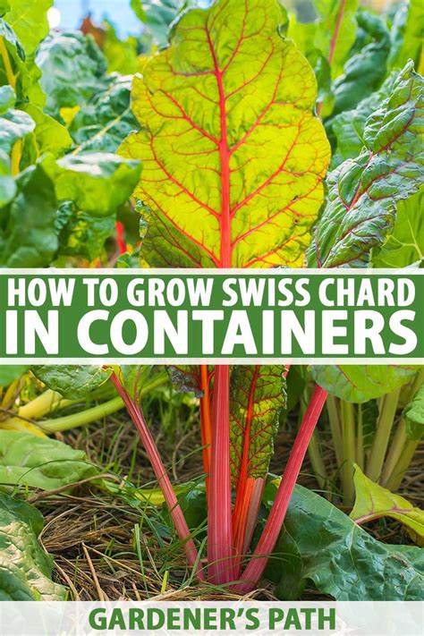 How To Grow Swiss Chard In Containers Looprevil Press
