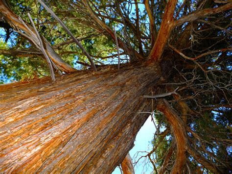Sierra Juniper Variety Juniperus Occidentalis Australis · Inaturalist