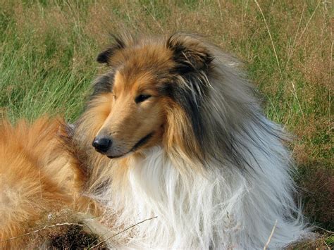 The Collie Dog The Breed Of Lassie Facts About Collies