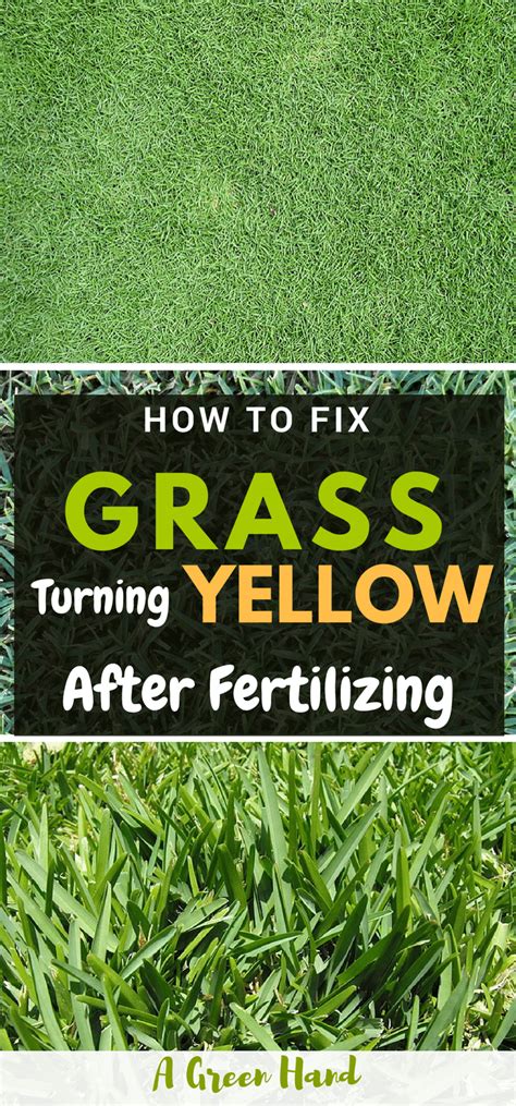 How To Fix Grass Turning Yellow After Fertilizing Organic Gardening