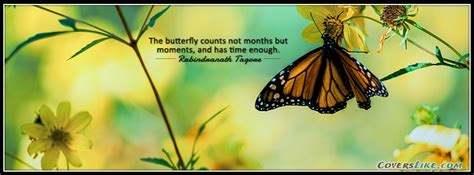 Butterfly Facebook Covers Quotes Quotesgram