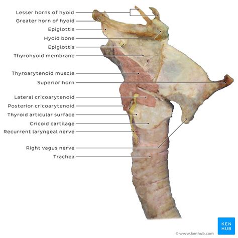 Muscles Of The Larynx Anatomy Function Diagram Kenhub