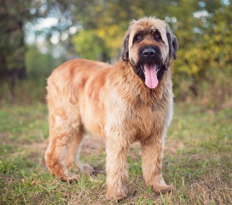 Briard Puppies Behavior And Characteristics In Different 47 Off