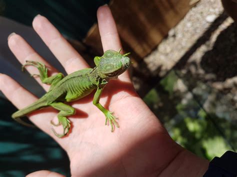 Baby Iguana Photo