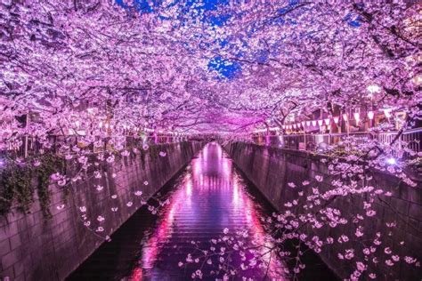 Cherry Blossoms In Tokyo Japan Os Cityfans