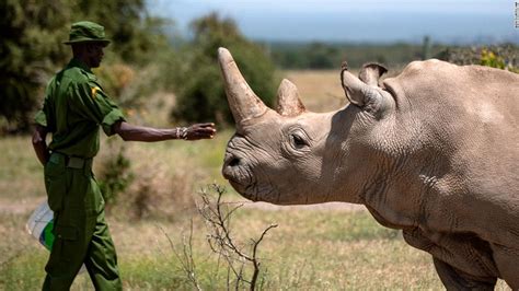 Northern White Rhino One Of The Last In The World Retires From