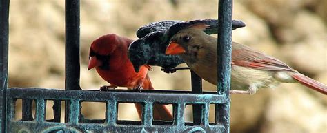 How To Attract Northern Cardinals To Your Yard Attracting Birds