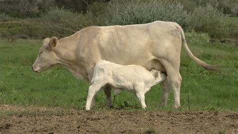 Calf Drinking Milk From Cow Three Shots High Definition