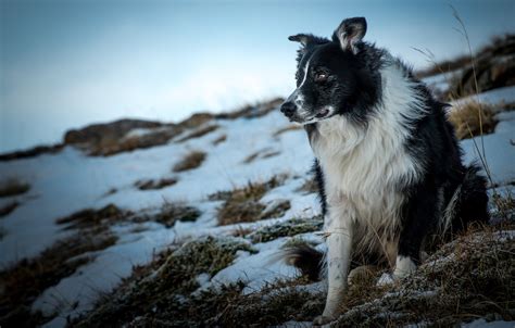Wallpaper Winter Face Snow Nature Dog The Border Collie Images For