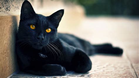 El Gato Negro Wiki Gatopedia