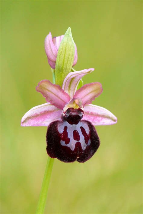 Ophrys Sipontensis Weird And Wonderful Orchids Plants Plant Planets Orchid