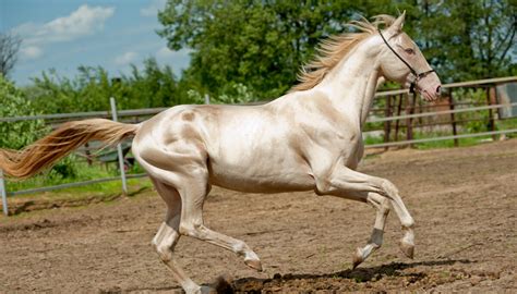 Here Are The Five Most Beautiful And Rare Horse Breeds In