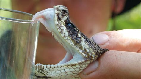 What Is Rattlesnake Venom