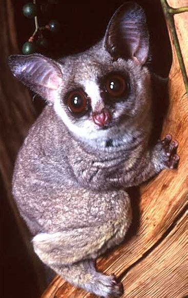 Galago Bush Baby Tiny African Primate Animal Pictures