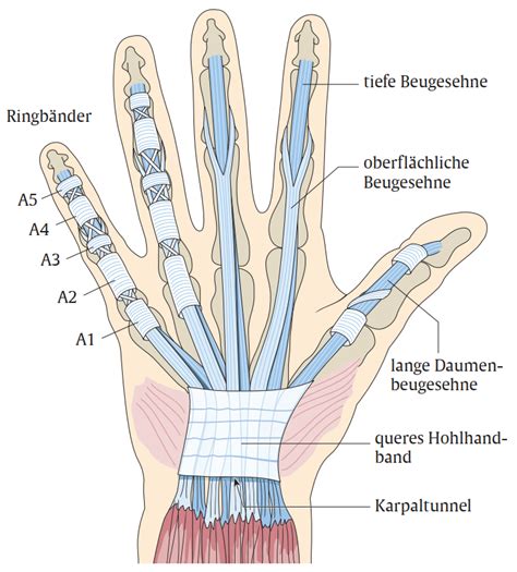 Der Schnellende Finger Orthopädisch Unfallchirurgisches Zentrum Alb