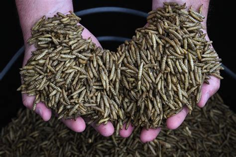 Maggots The Future Of Food High In Protein With A Small Carbon