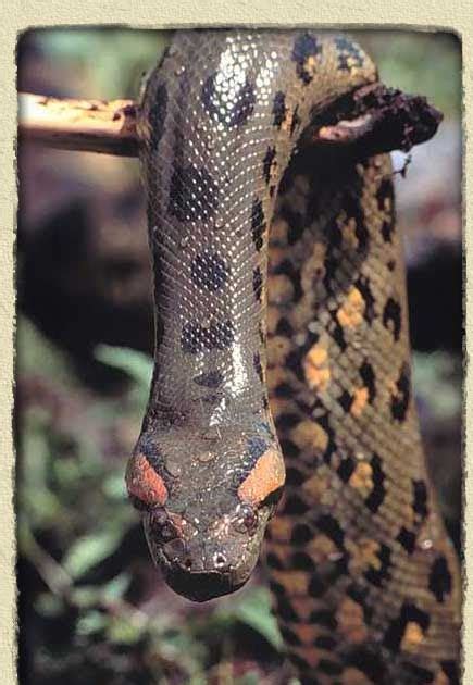 Animals World Dark Spotted Anaconda