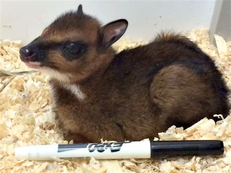 Researchers recognize at least 57 different species of deer mice. Mouse Deer - ZooBorns