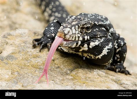 Large Lizard Sticking His Tongue Out Stock Photo Alamy