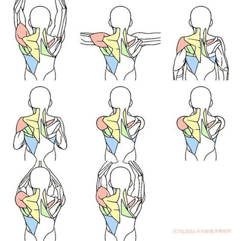 Human muscle system, the muscles of the human body that work the skeletal system, that are under voluntary control, and that are concerned with the following sections provide a basic framework for the understanding of gross human muscular anatomy, with descriptions of the large muscle groups. 5802 best CG anatomy & tutorials for artists images on ...