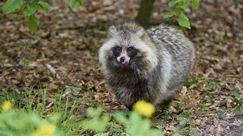 Is There Such A Thing As A Raccoon Dog