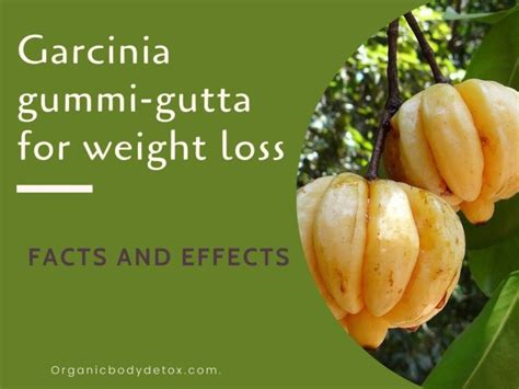 how long does it take for garcinia cambogia to work organic body detox