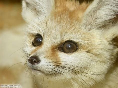 the cunning fennec fox i am therefore i rant and the cunning fennec fox