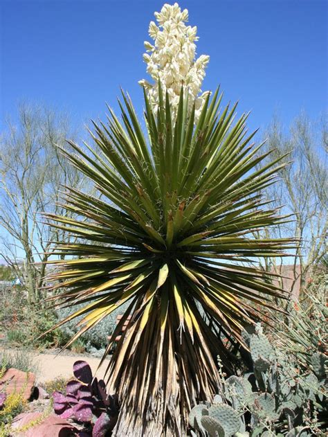 Plant Search Plants Desert Plants Yucca Plant