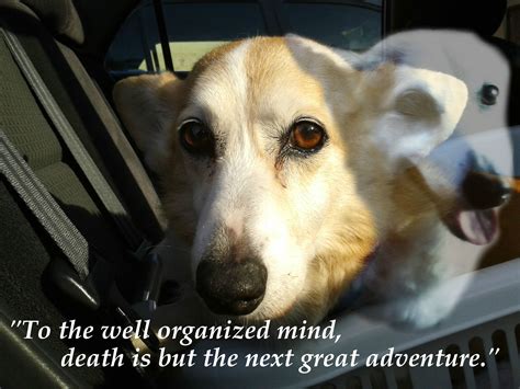 Saying Goodbye To Dog Quotes Quotesgram