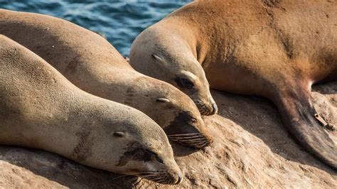 Free Photo Sea Lions Piers Wild Wet Free Download Jooinn