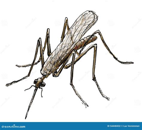 Mosquito Stock Illustration Illustration Of Gnat Larva 54448432